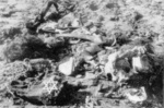Bones and personal belongings of victims of the Bełżec death camp (IPN)
